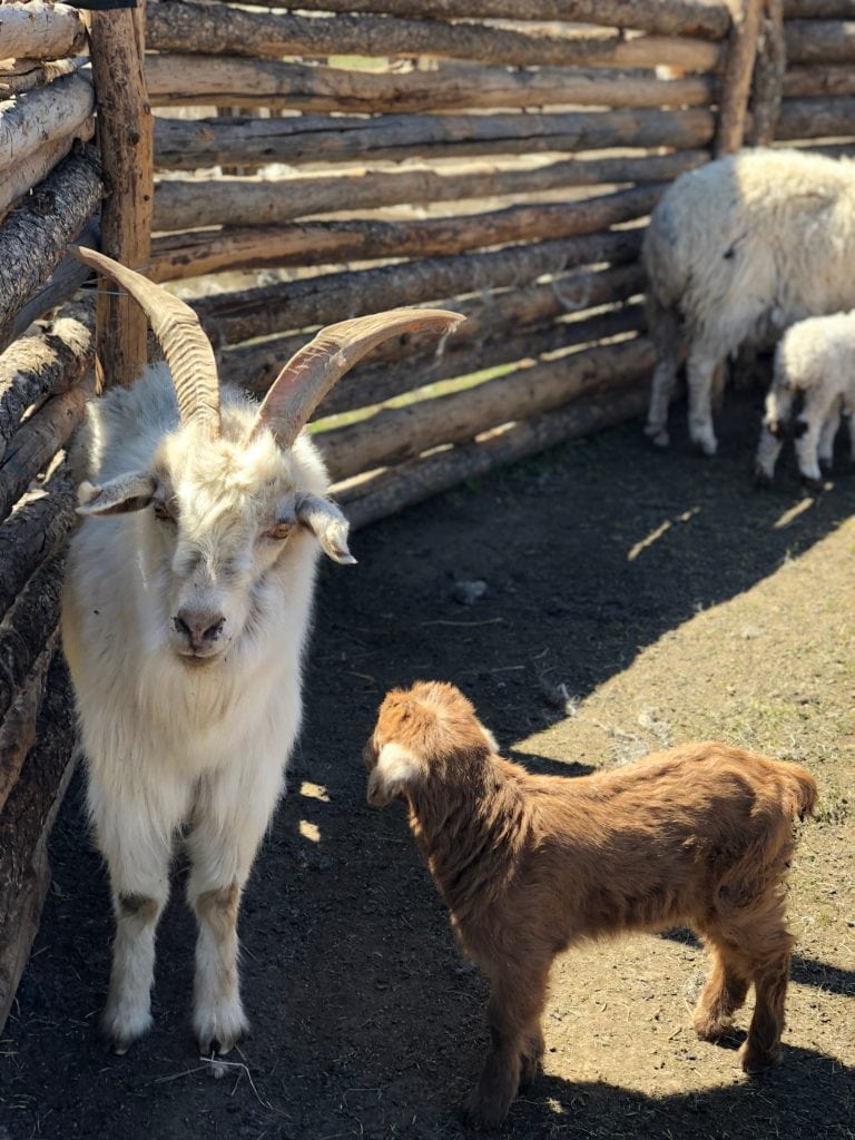 Mongolian cashmere goats: Mother and Child