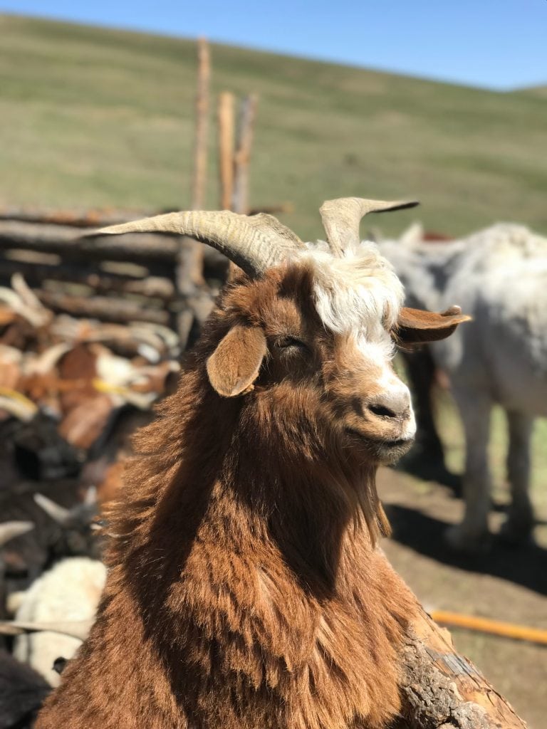 Mongolian Cashmere Goat